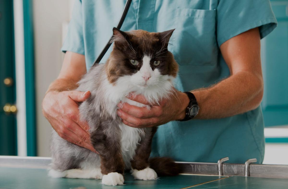 Blog | Veterinarian in Medford, NY | Veterinary Outpatient Treatment Center