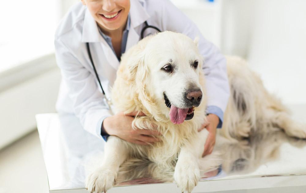 Blog | Lakeville Animal Hospital | Veterinarian in Lakeville, MA