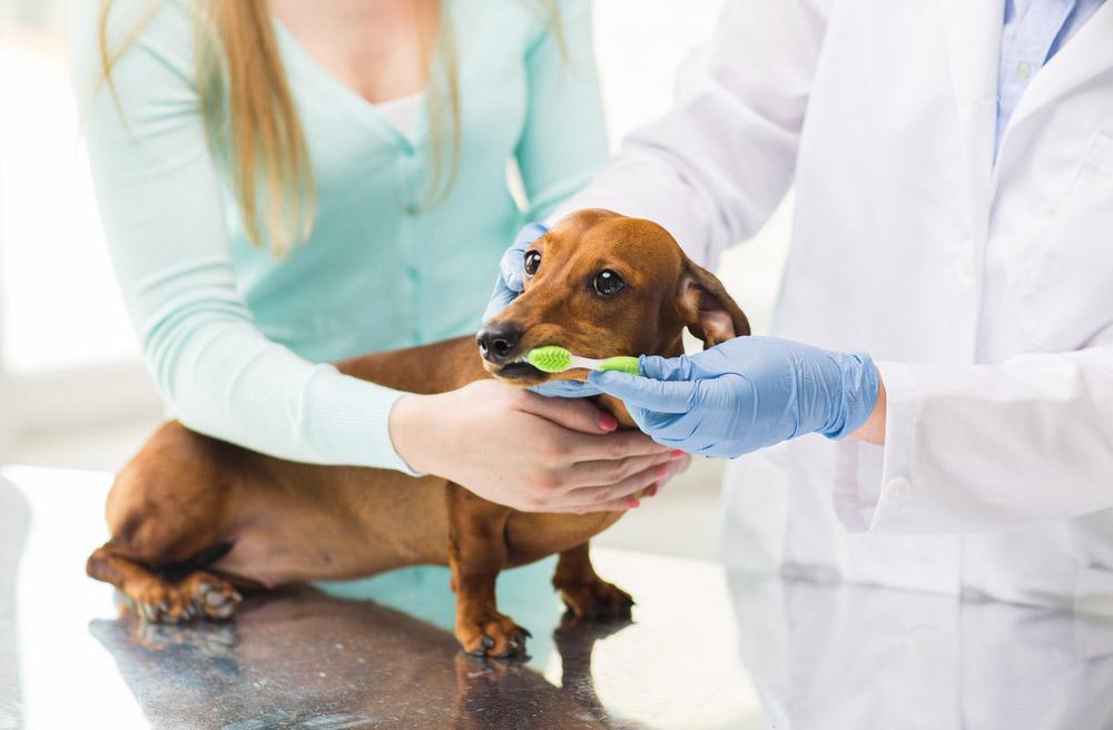 Blog | Veterinarian in Glen Allen, VA | Short Pump Animal Hospital